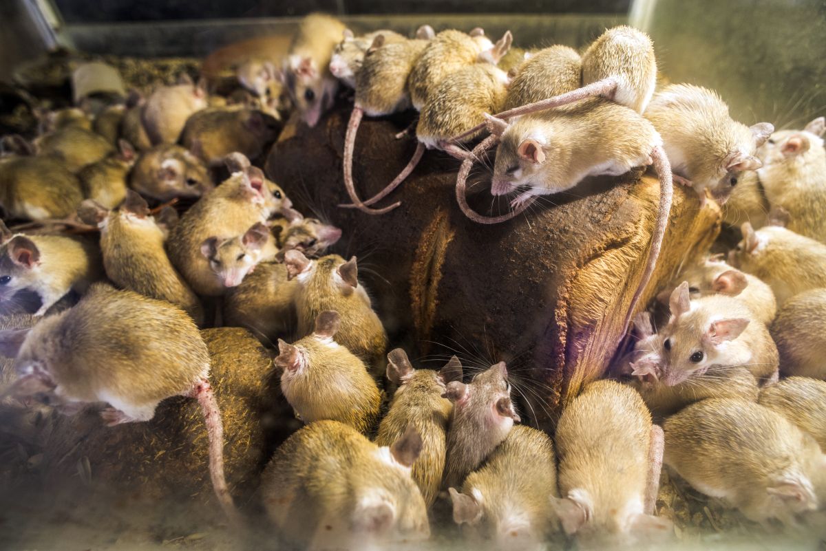 Une invasion de souris