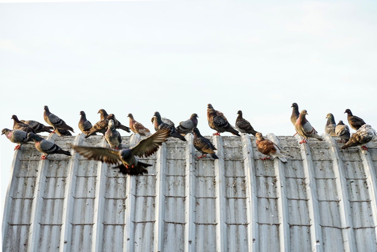 Invasion de pigeons sur le toit